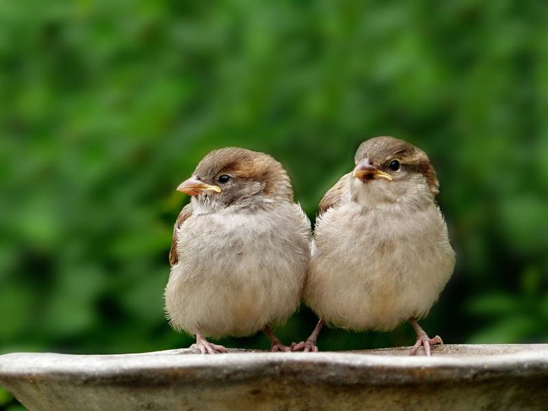Le club de l'amitié