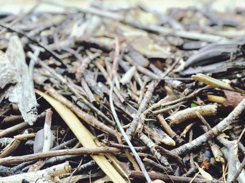 Dépôts de branchages